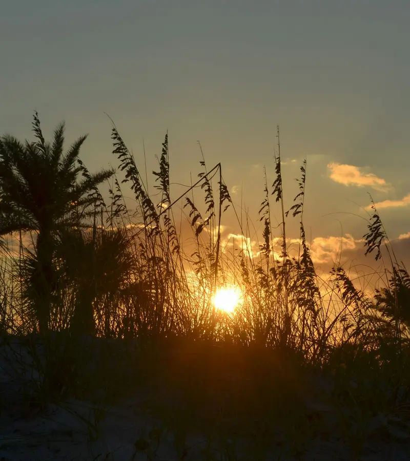 Sunset over Florida dunes with silhouetted palm trees